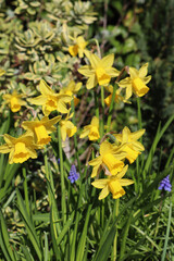 yellow daffodils in spring