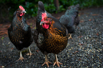 Black sexlink hens in gravel