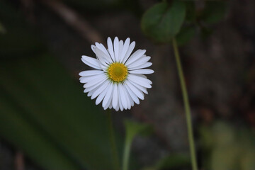 white daisy flower
