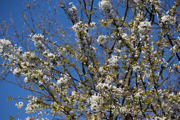 blossoming branches