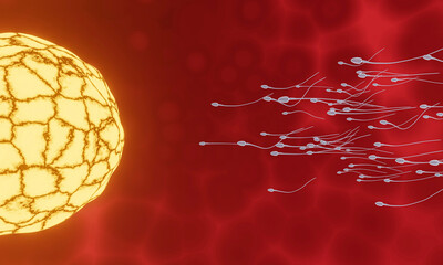 The sperm is directed towards the egg. To do human mating. A pre-fertilization model between an egg and a sperm. 3D Rendering
