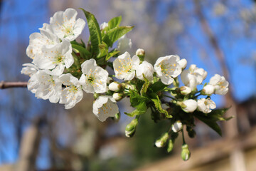 cherry tree blossom