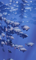 Obraz premium Flocks of fish swim in groups, the underwater circle is shining down. Lots of tilapia Swim in groups or in groups. Naturally, underwater, herds of fish are fed for food. 3D Rendering.