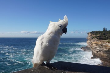 Portrait of a Cockatoo with half its Crest missing
