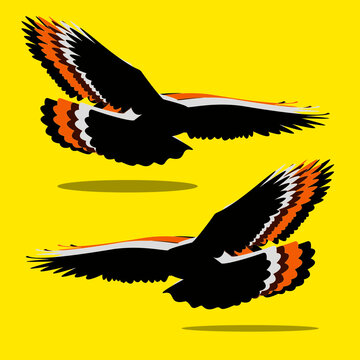 eagle in flight