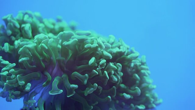 Closeup of corals slowly blown by undercurrent in blue underwater