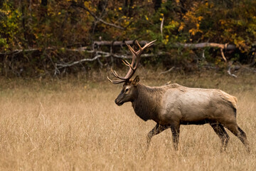 Walking Bull Elk On Forest Edge