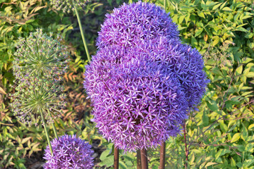 plusieurs fleurs Alliums