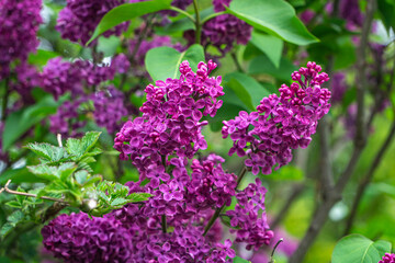 Fr&uuml;hling Stock-Foto 1