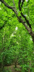 green forest in spring