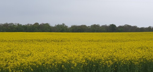 Fototapeta premium field and sky