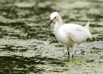 Obraz premium Snowy Egret knee deep in a algae filled greenish pond in Huntington Beach