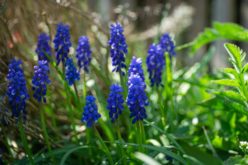 Fr&uuml;hling Stock-Foto 28