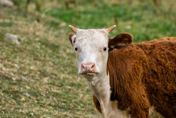 Naklejka premium Silly looking cow watching directly to camera