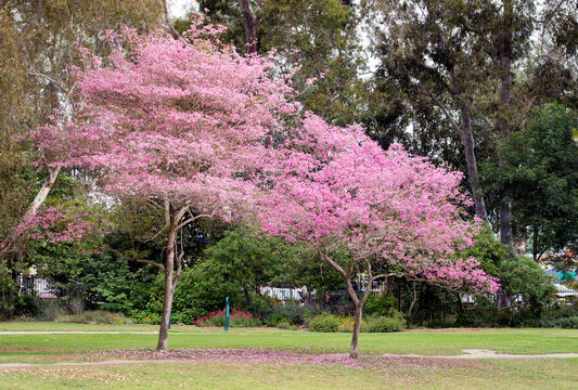 Two trees with full of pink flowers at the Huntington Beach Park