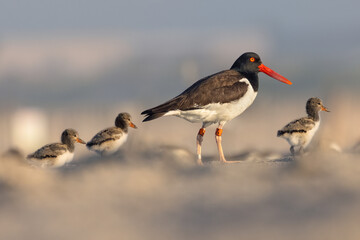 American Oystercatcher with its three chicks on a morning walk