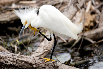 snowy egret in a thoughtful mood up close with sharp eyes