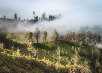 Fototapeta premium Beautiful green trees on mountain with fog at sunrise in the morning.