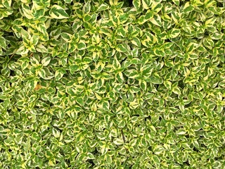 green and yellow leaves background