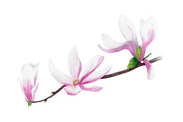 Watercolor pink magnolia branch illustration, isolated.