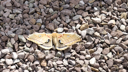 A Polyphemus Moth