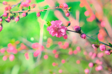 Blossoming pink flowers of almond three-blade. Almonds or three-lobed Louisiana, Sakura, blossoms in spring garden. copy space