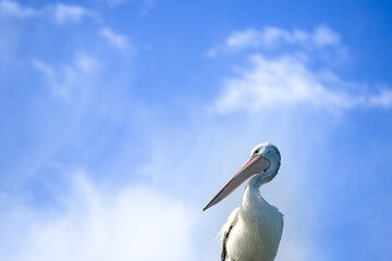 pelican on blue sky background