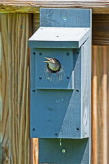 A small bird peeks out of the box where it has made its home.