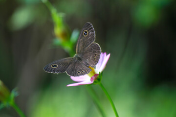 Butterfly on the little flower