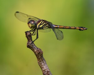 Dragonfly on the little branch