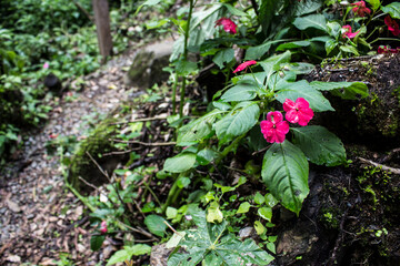 Pink flowers in Rainforest (Costa Rica)