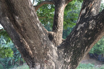 tree farm for harvest and business