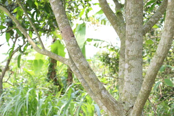 mango tree on farm for harvest