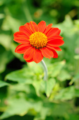 A Vibrant Orange Daisy Flower