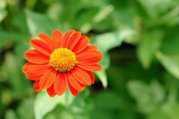 A Vibrant Orange Daisy Flower