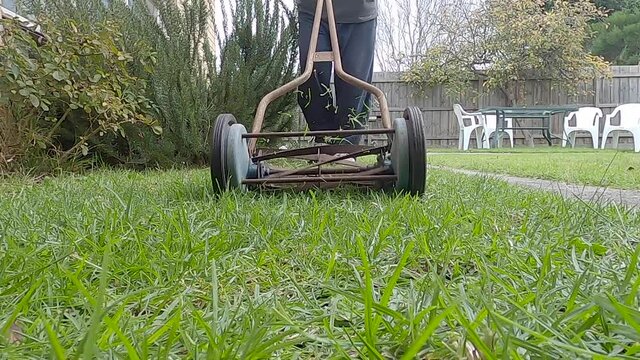 Old push antique lawnmower cutting the grass next to a rosemary bush in slow motion.