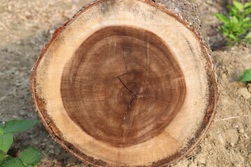 background of firewood in the tree farm