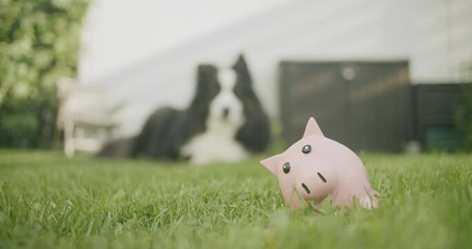 close upt shot of a dog lying in the garden, toy pig in the foreground in the grass. Rack focus from toy to dog. Handheld shot with shallow depth of field, sight light from the sun.
