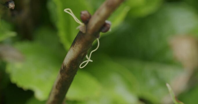 Macro shot of a tiny hair worm hanging from a brown small flower branch in the garden. Static shot with shallow depth of field, slight focus shift. Green blurry leaf in the background.