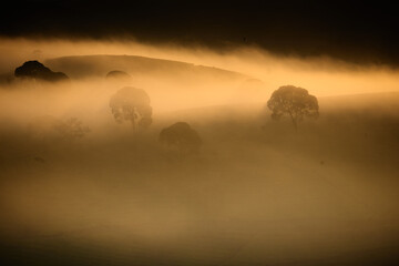 Obraz premium Beautiful view of cukul tea plantation located in West Java, Indonesia.