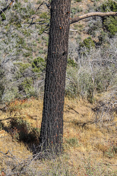 Burned tree after fire in southern California