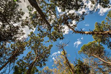 Tall treetops of a forest seen from underneath on a sunny day with blue sky