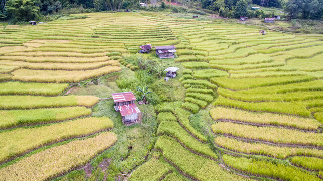 Aerial view of paddy terrace at Tambunan, Sabah.
