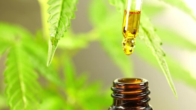 Close-up of cannabis oil dripping into a bottle And behind it is the cannabis plant, a medicinal plant that can also make medicine, and the leaves are extracted from CBD to make a useful drink.