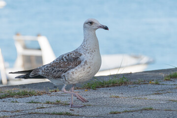 seagull walking on the park sidewalk with sea in the background larus michahellis