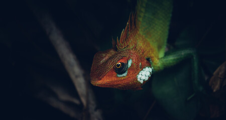Lizard climbing down in the dark, peeking in the forest