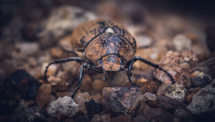 Old June beetle front face and legs on the sands close up macro,