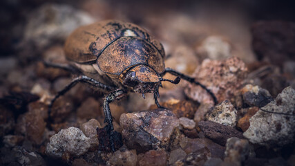 Old June beetle front face and legs on the sands close up macro,
