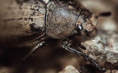 Old June beetle front face and legs on the sands close up macro,
