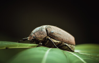 weathered June beetle on top of a green leaf close-up macro photo.